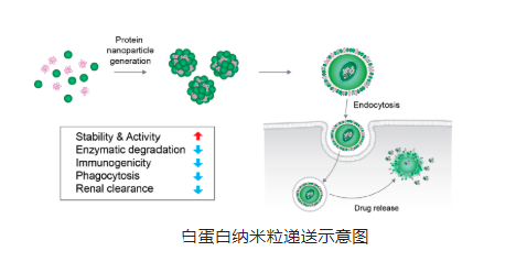 羟基喜树碱人血清白蛋白纳米粒(HCPT-HSA)