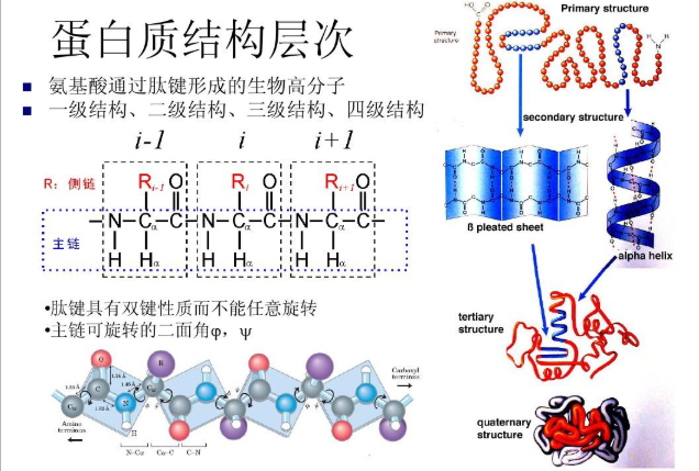 雷公藤红素(CLT)与紫杉醇(PTX)共载的长循环白蛋白纳米粒(CP-AN)