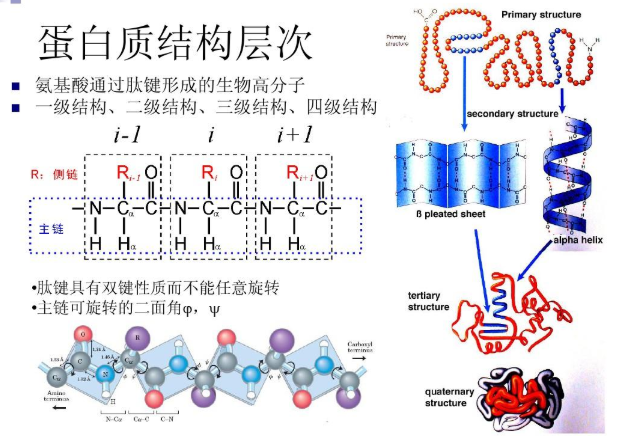 共载多西他赛(DTX)和藤黄酸(GA)白蛋白纳米粒