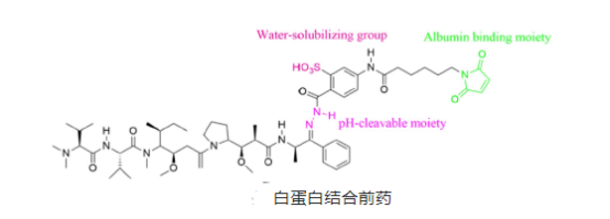 白蛋白-药物结合物