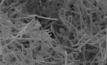 Silicon Nanowires