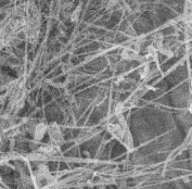 Boron nitride nanowire