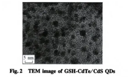 谷胱甘肽 (GSH)修饰CdSe/ZnS量子点