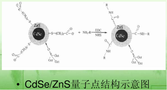 硒化镉/硫化锌量子点