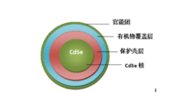 水溶性CdSe量子点(羟基)