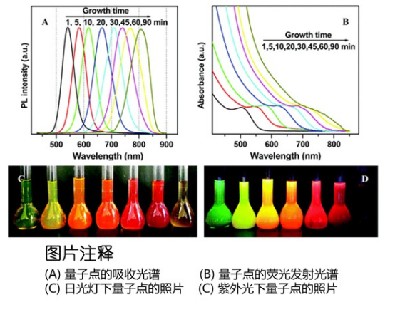 水溶性CdTe/CdS量子点