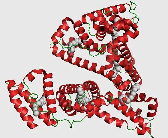 Bovine Serum Albumin