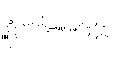 Biotin-PEG-SCM