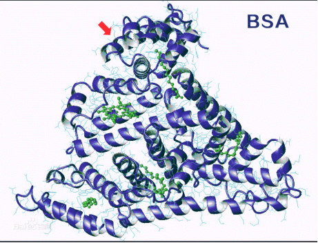 galactose-PEG-BSA