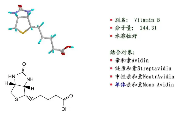 生物素