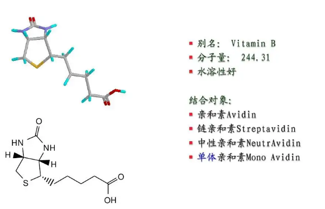 生物素