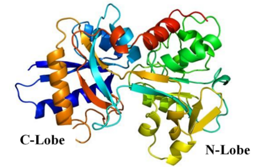 Transferrin  