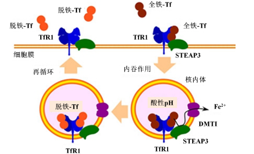  转铁蛋白循环机理图  