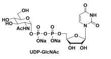 UDP-木糖，UDP-GlcNAc 5′-二磷酸尿嘧啶核苷-N-乙酰半乳糖胺二钠盐 UDP-N-acetylglucosamine