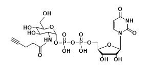 UDP-2-alkynyl-GlcNAc，N-乙酰葡糖胺,乙酰氨基葡糖，炔基修饰N-乙酰葡糖胺,乙酰氨基葡糖