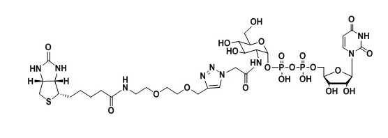 UDP-2-Biotinyl-GlcNAc，生物素标记乙酰氨基葡糖