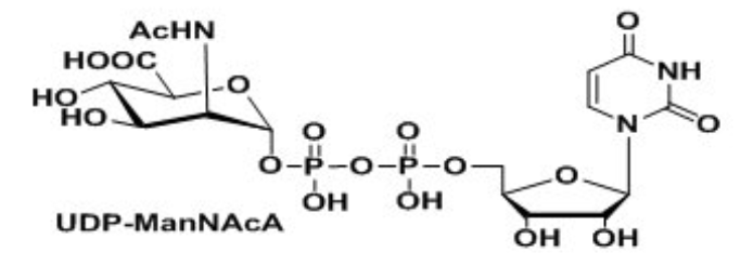 UDP-VioNAc，UDP-ManNAcA，Uridine 5′-diphospho-N-acetyl-D-mannosaminuronic acid Disodium Saltÿ