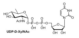 UDP-糖，UDP-D-XylNAc，UDP-4n-D-FucNAc，UDP-diBAcNAc