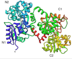 Lactoferrin  