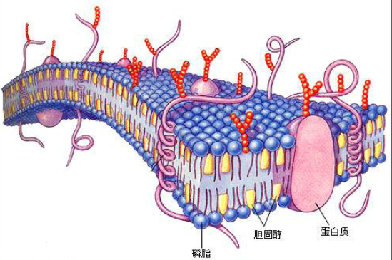 细胞膜   