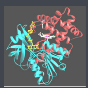 Catalase-PEG-PTX