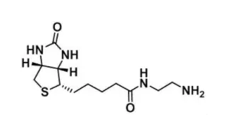 Biotin-NH2