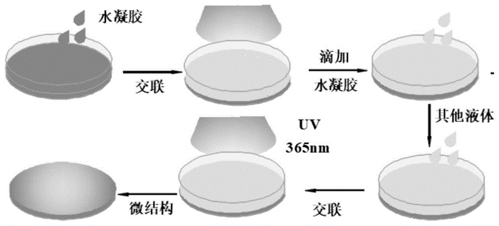 光固化生物粘合水凝胶，光固化GelMA生物黏合性水凝胶