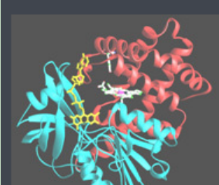 Metronidazole-PEG2000-Catalase