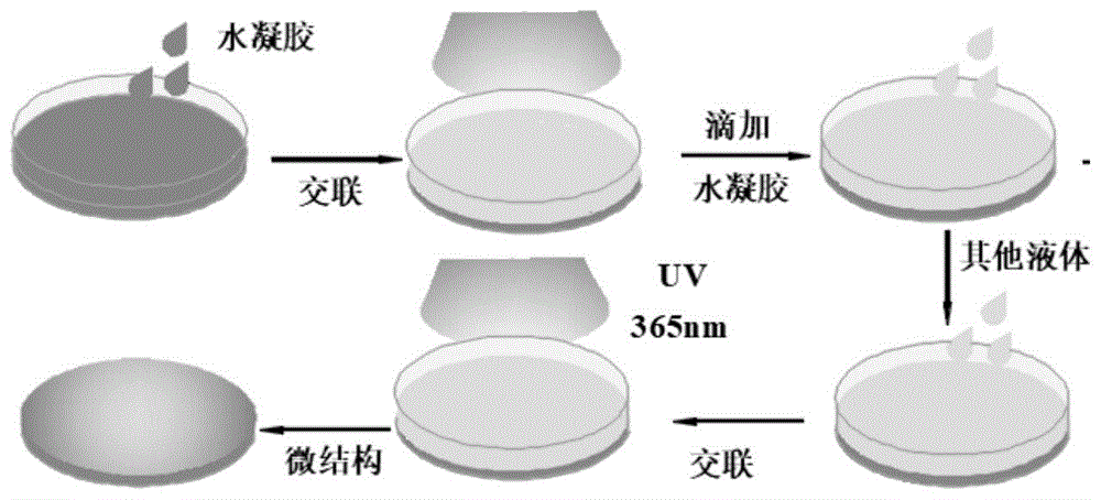 甘草次酸聚乙二醇脑部靶向分子，甘草次酸-peg-Angiopep，GA-peg-Angiopep