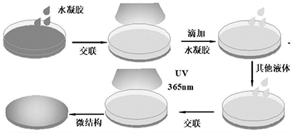 MPEG-GA，MPEG-Glycyrrhetinic Acid，聚乙二醇-甘草次酸，聚乙二醇单甲醚修饰甘草次酸