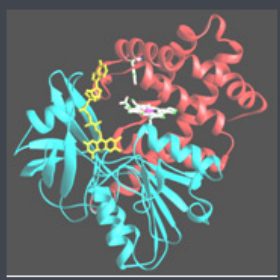 Raltitrexed-PEG-Catalase