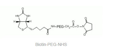 Biotin-PEG-NHS，生物素-聚乙二醇-活性酯，NHS-PEG2000-Biotin，PEG衍生物的一种