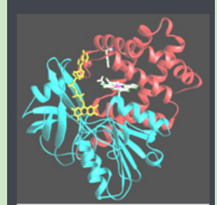 Ad-PEG-Catalase