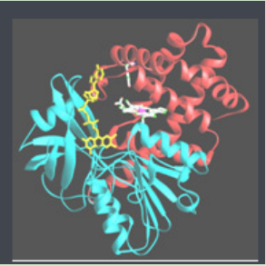 Curcumin-PEG-Catalase