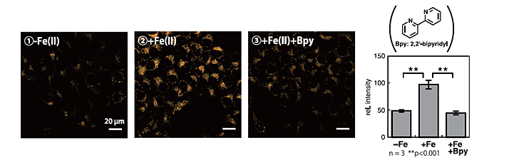 F eRhoNox-1