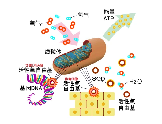 活性氧 