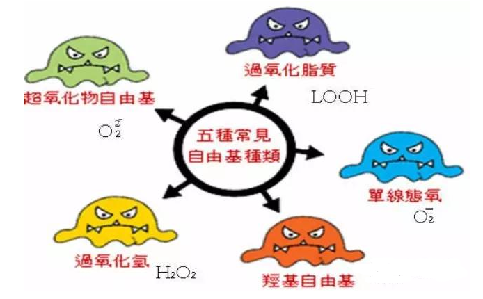 活性氧类