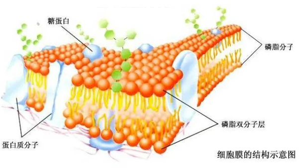 Soy PC (40%)|L-α-Phosphatidylcholine (Soy-40%)