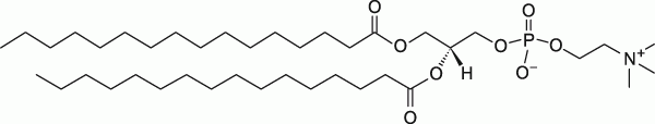 16:0 PC (DPPC)|1,2-dipalmitoyl-sn-glycero-3-phosphocholine