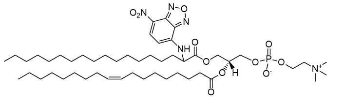 磷脂18:0(2-NBD)-18:1 PC|1-stearoyl(2-NBD)-2-oleoyl-sn-glycero-3-phosphocholine