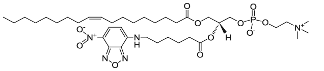 18:1-06:0 NBD PC|1-oleoyl-2-{6-[(7-nitro-2-1,3-benzoxadiazol-4-yl)amino]hexanoyl}-sn-glycero-3-phosphocholine