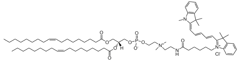 18:1 Cy5 PC|1,2-dioleoyl-sn-glycero-3-phosphocholine-N-(Cyanine 5)磷脂