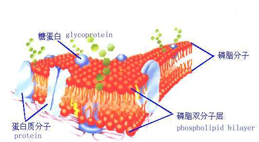 DSPE-PEG-Biotin 