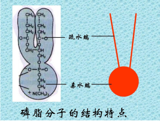 DSPE-PEG-Alkyne