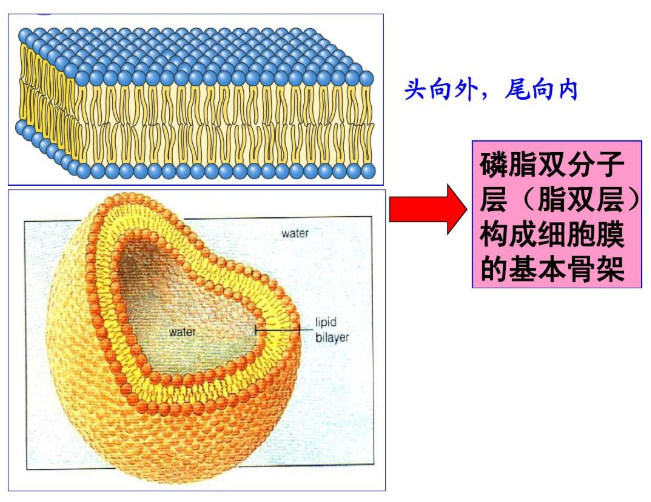 二硬脂酰基磷脂酰胆碱-腙键-马来酰亚胺