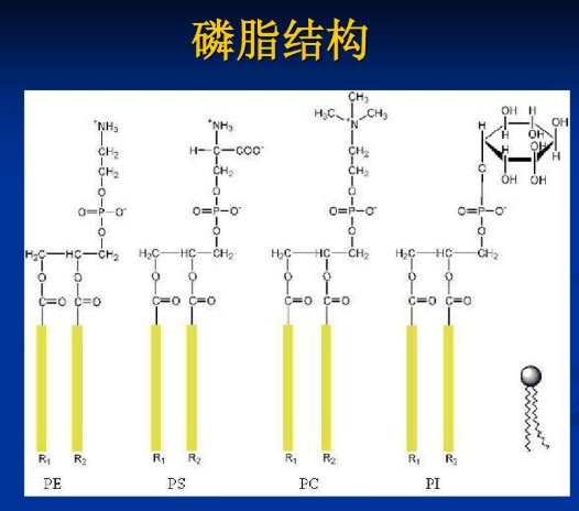 二硬脂酰基磷脂酰胆碱-酮缩硫醇键-CY5.5