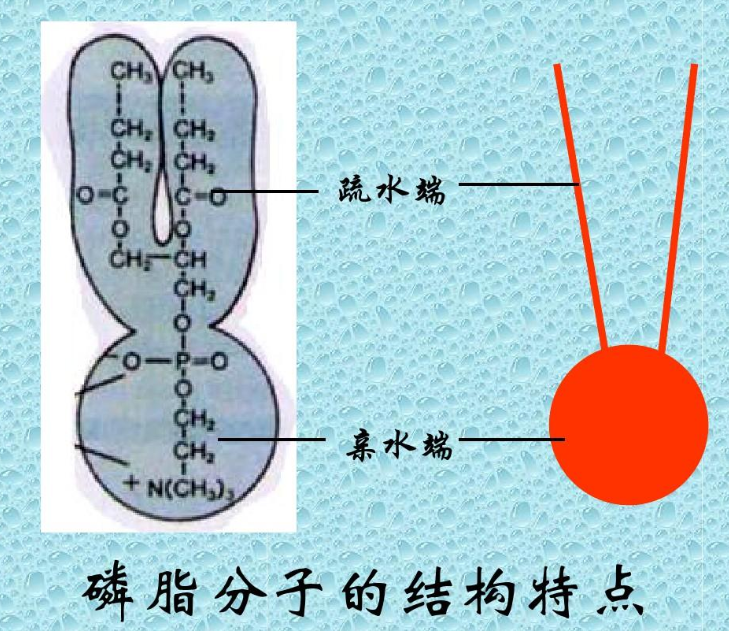 二棕榈酰磷脂酰胆碱-聚乙二醇-CY7