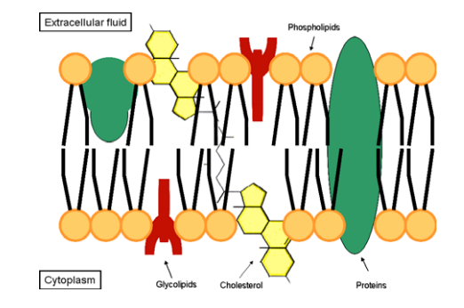 DPPC-PEG2000-Lectins