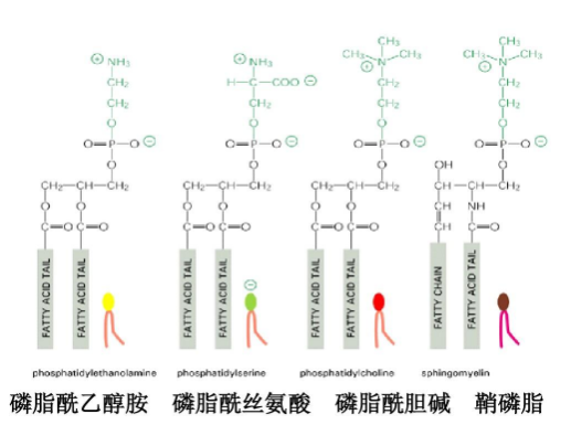 DSPC-Se-Se-Alkyne