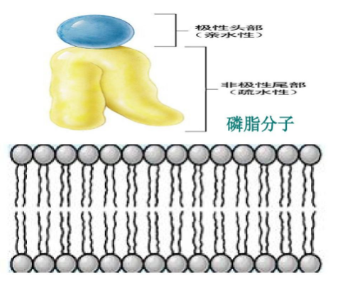 二硬脂酰基磷脂酰胆碱-双硫键-醛基